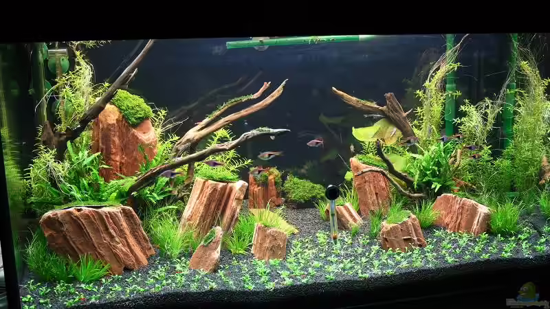 Becken 1. Tag nach Neueinrichtung von Tutti (9)