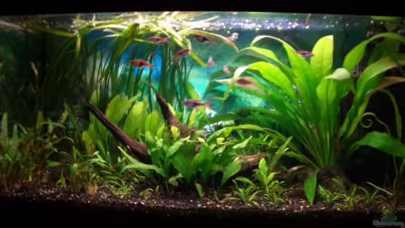 Becken 1.2.2007 von Claudia Lebek (1)