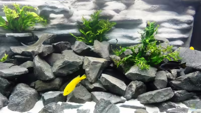 Becken 1 von brandl72