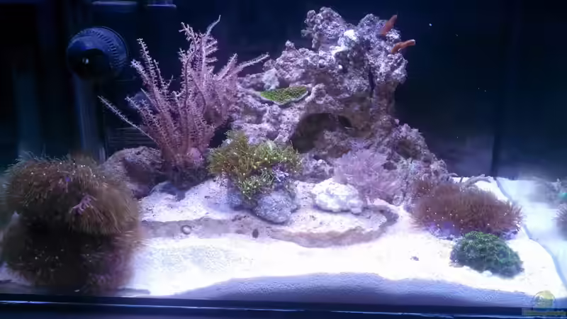 Becken 10.04.2013 von Moepple (1)