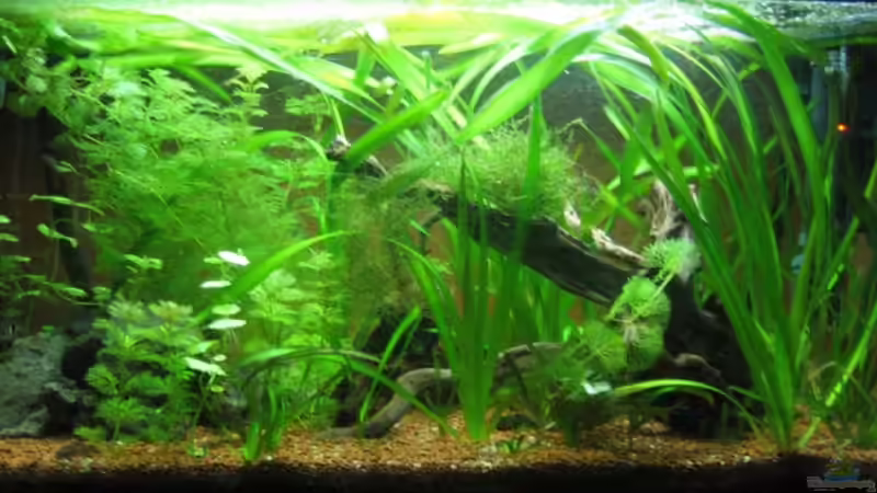 Becken (11.03.09) von Frank Förster (2)