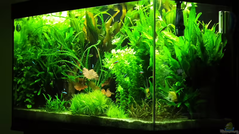 Becken 14.06.2014 von Oberoesterreicher (6)