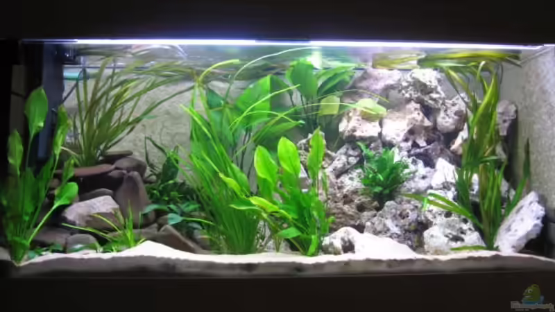 Becken 140x50x60 Malawi Becken 140x50x60 Malawi