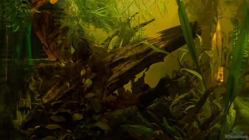 Becken 15.11.2016 - Wasserwerte erreicht von fischgarage (1)