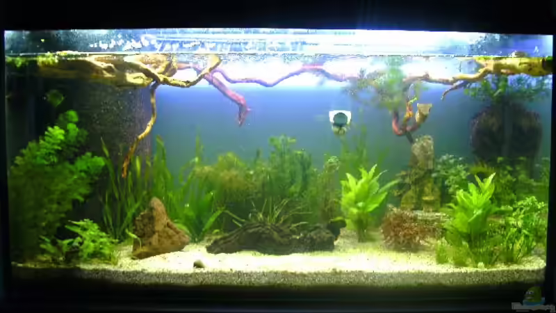 Becken 15.Feb von Leluka (2)