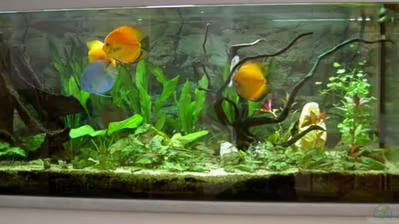 Becken 150x50x60 Südamerika 450l Sept.2007 von Kurt Kastl (1)