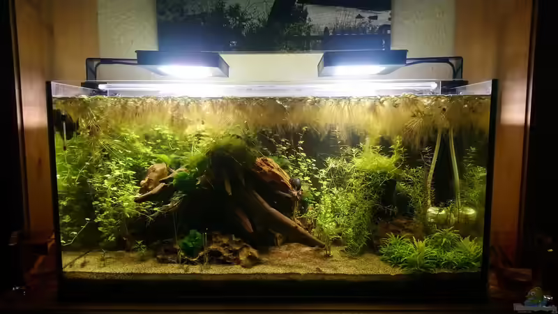 Becken 2, das ehemalige Zuhause der Corydoras und T. pumila von Wasserwelten (3)