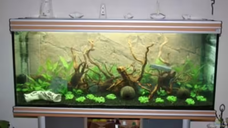 Becken 2 1/2 Wochen nach Einrichtung von Stefanie Engelhardt (2)