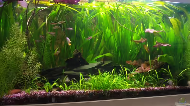 Becken 2 von der_nevs (3)