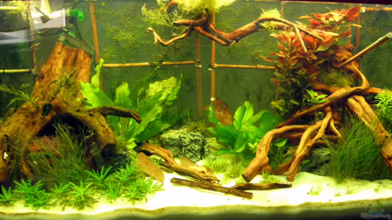 Becken 20 Tage nach Einrichtung, 29.04.09 von Christoph Bader (3)