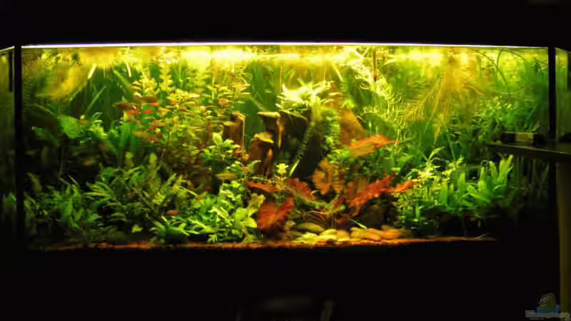 Becken 2004 Holz zu sehr in der Mitte von Kamenko (2)