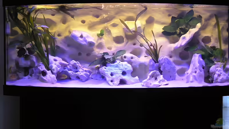 Becken 2005.05.12 von Mario Latschein (3)