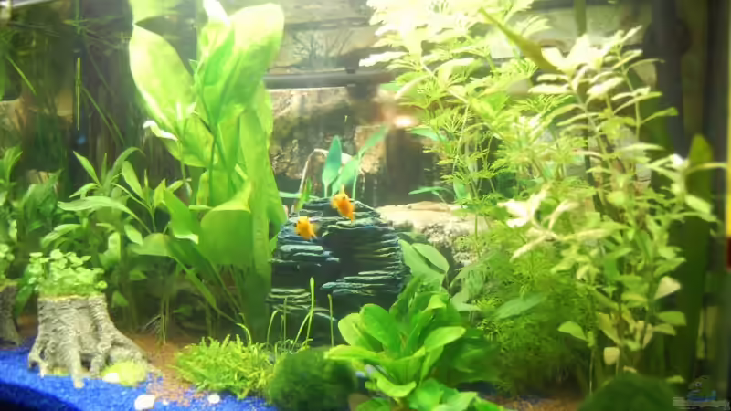 Becken 21.03.2009 von uschn (2)