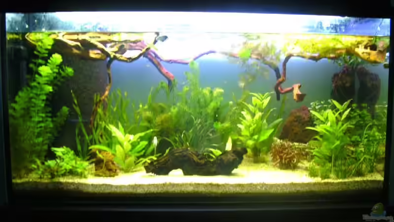 Becken 23.Feb von Leluka (3)