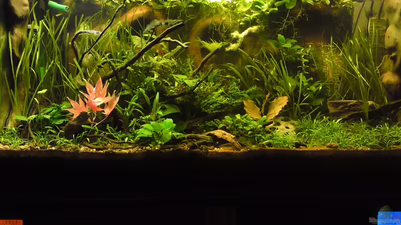 Becken 24.03.2012 von bluestime (1)