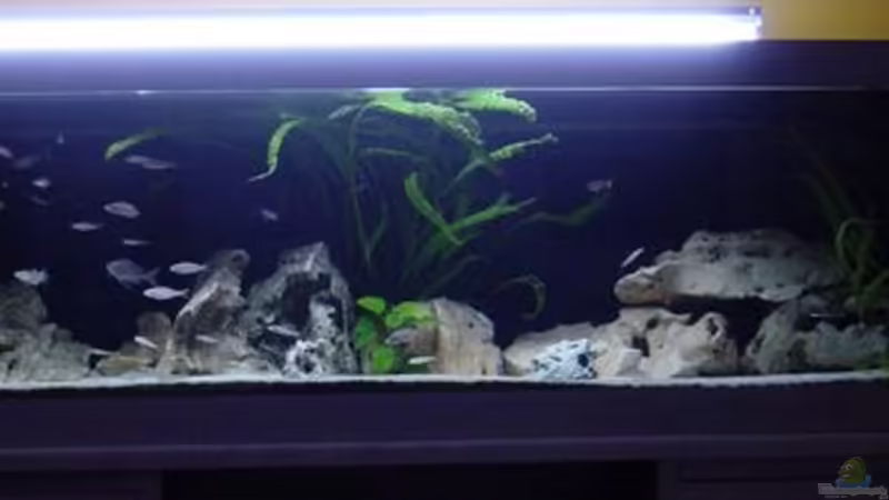 Becken 250x80x60 von Rainer Faßbender (1)