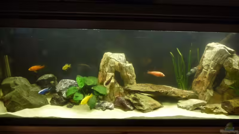 Becken 27.02: Algen frei und mit neuen Pflanzen von malawimimi (4)