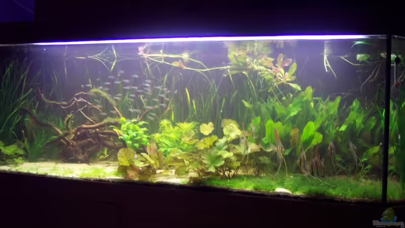 Becken (29.03.08) von Richard Gärtner (6)