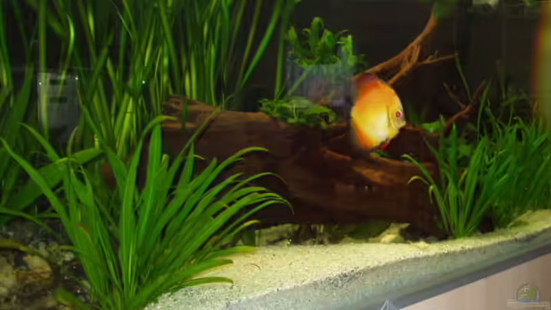 Becken 29.06.2007 von Ronny Derndorfer (10)