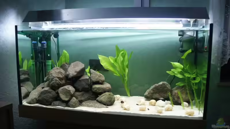 Becken 3/2005 von Andreas Petkelis (2)