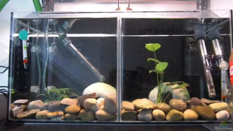 Becken 3 und 4, 2x 30 Liter für tragende Weibchen von Malawi TOM (8)