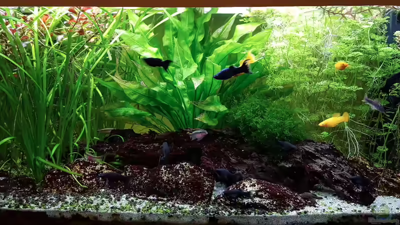 Becken 36055 von Pegnitz (19)