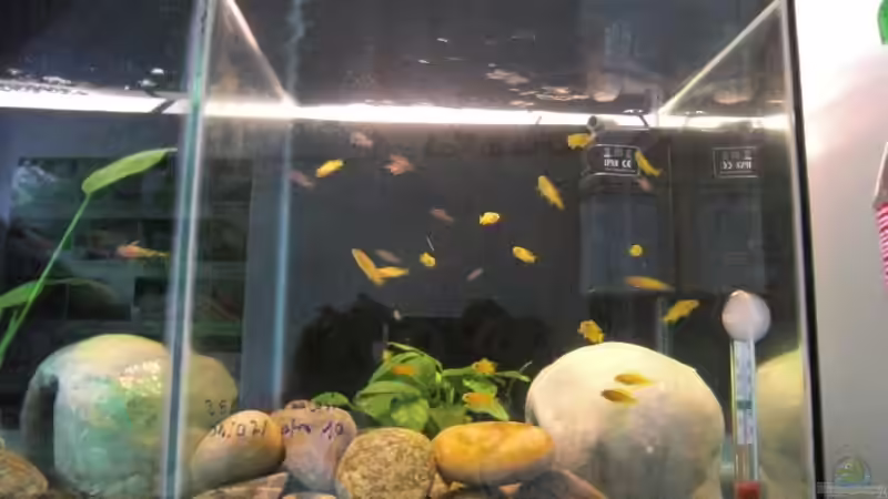 Becken 4, Aufzuchtbecken für tragende Weibchen von Malawi TOM (10)