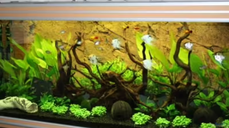 Becken 4 Wochen nach Einrichtung von Stefanie Engelhardt (3)