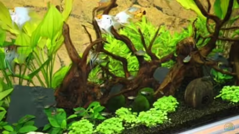 Becken 4 Wochen nach Einrichtung von Stefanie Engelhardt (5)