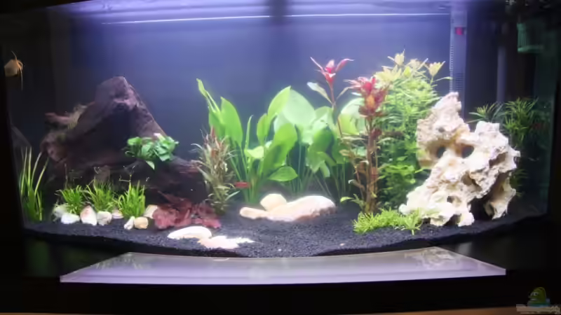 Becken 5 Tage nach dem Einrichten