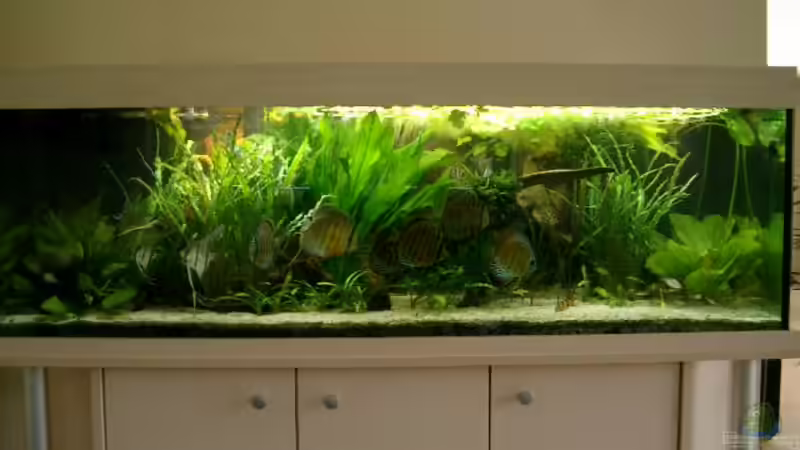 Becken 9 Monate nach Ersteinrichtung von Crenii (1)