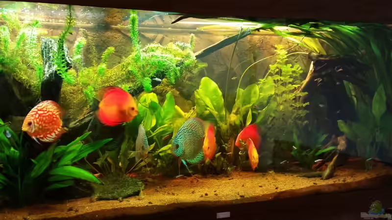 Becken aktuell 13.03.2015 von podoma (1)