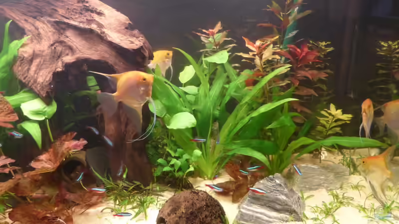 Becken aktuell 24.12.13 von bo3 (6)