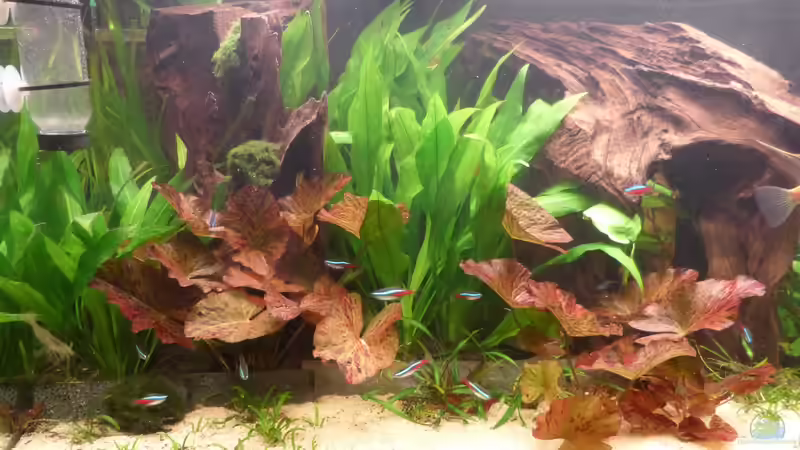 Becken aktuell 24.12.13 von bo3 (7)