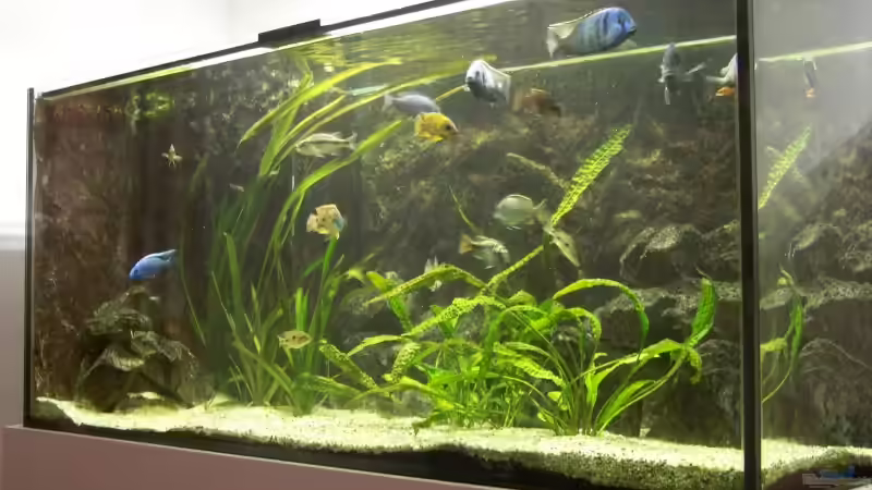 Becken aktuell Juni 2009 von Tom (4)