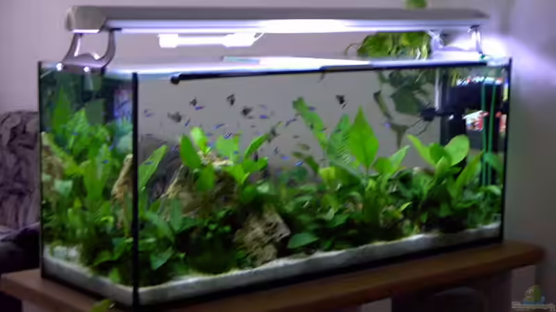 Becken als Raumteiler von Gabriela Lang (2)