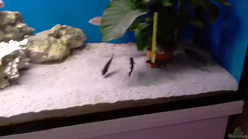 becken alt von cracky (9)