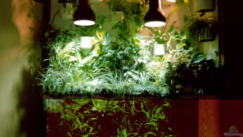 Becken alt von Der Südamerikaner (15)