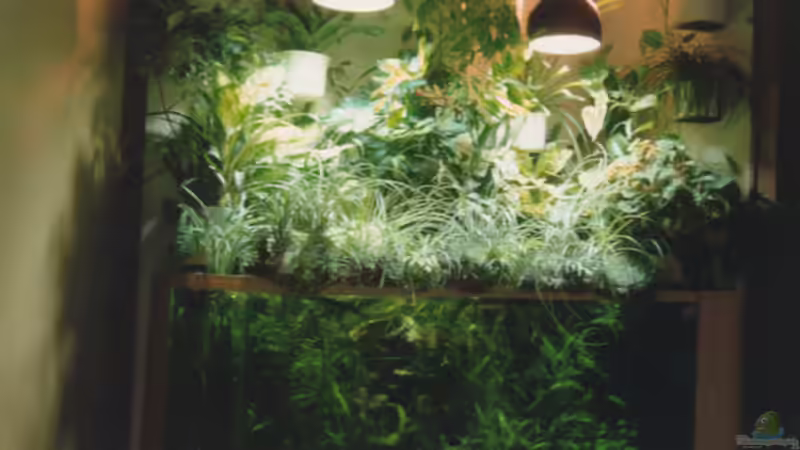 Becken alt von Der Südamerikaner (17)