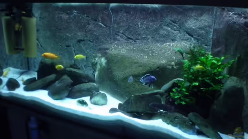 Becken am 01.01.2009 von Der Schwabe (5)