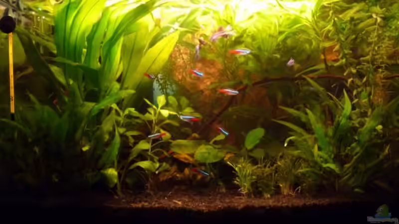 Becken am 01.05.2010 von Noreia (12)