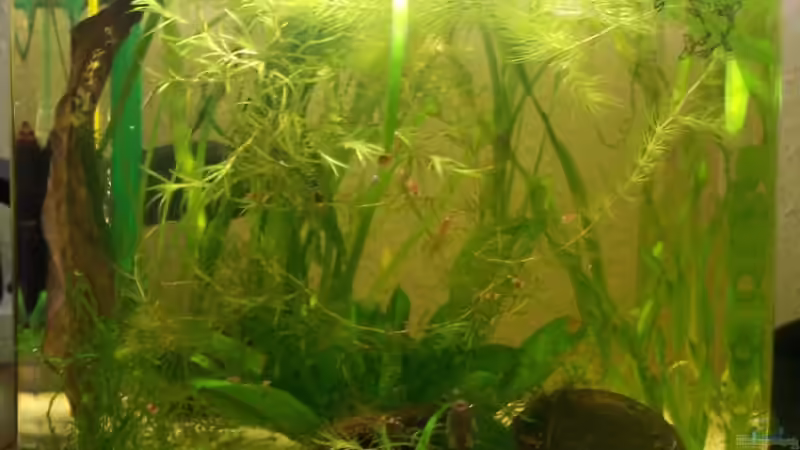 Becken am 02.10.2007 von Stefan Arenth (5)