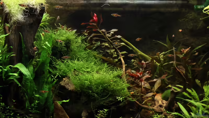 Becken am 03.01.12 nach radikalem Perlkraut-Rückschnitt von Annika (2)