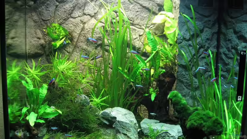 Becken am 03.02.2011 von Sergio10 (23)