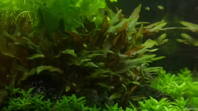 Becken am 03.11.2019 von Hans J (2)