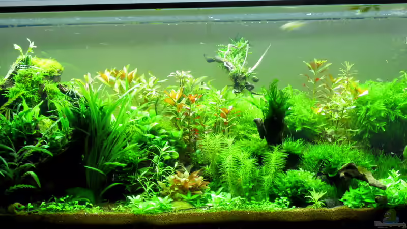 Becken am 04.04.14 von Thainrinn (7)