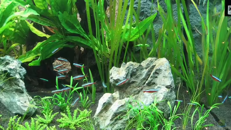 Becken am 05.01.2011 von Sergio10 (16)