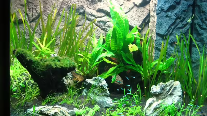 Becken am 05.01.2011 von Sergio10 (9)