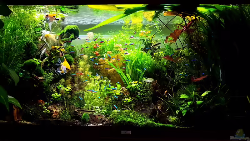 Becken am 05.09.2016 von Sebastian Hartmann (2)