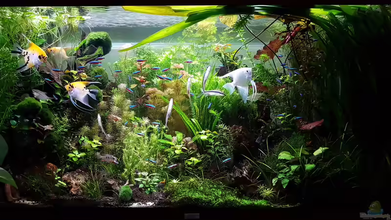 Becken am 05.09.2016 von Sebastian Hartmann (99)